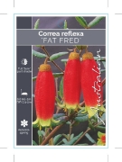 Picture of CORREA REFLEXA FAT FRED NATIVE FUCHSIA                                                                                                                