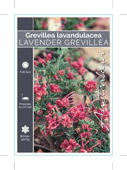 Picture of GREVILLEA LAVANDULACEA LAVENDER GREVILLEA                                                                                                             